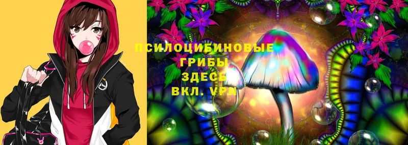 как найти   Туринск  Галлюциногенные грибы Psilocybe 